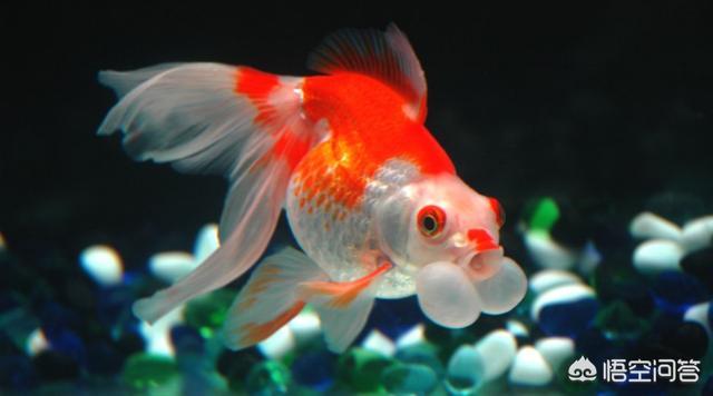 玻璃缸養魚為什麼經常死？