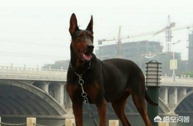 看门犬什么最好:有60平米左右的院子，老婆怕狗，想看家护院的狗狗，什么好？