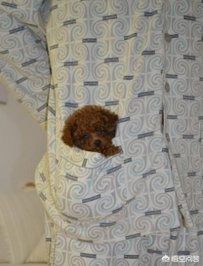 介绍贵妇人犬:宠物数量排行榜第一的泰迪狗，为何如此受欢迎？