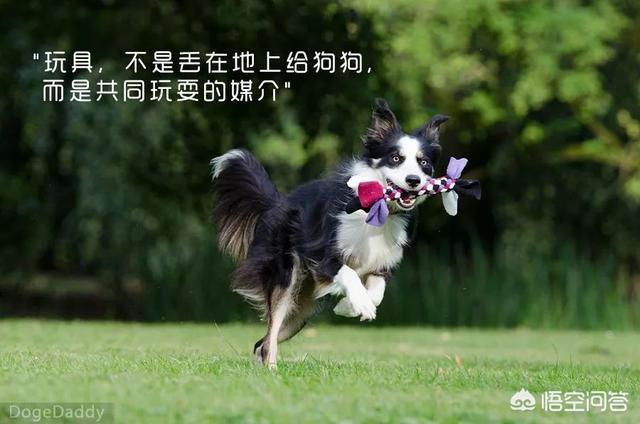 泰迪乱咬牵引绳:养了只泰迪，在饲养2年后，突然频频咬人，该不该送走呢？