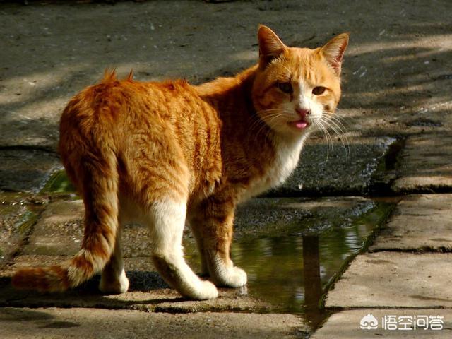 流浪狗和流浪猫评书:城市里的流浪猫狗，它们口渴是怎么解决的？