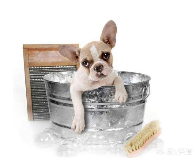 法国斗牛犬图片:法国斗牛犬在什么情况下是不能洗澡的呢？