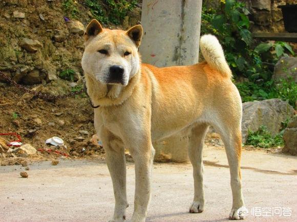 黑色柴犬智商:黑柴犬和四眼土狗的区别是什么？