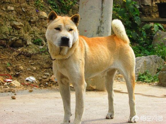 黑色柴犬智商:在农村，黑色土狗是不是比棕色土狗更聪明？