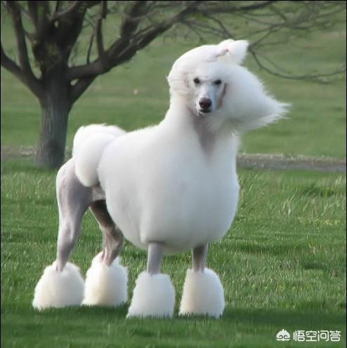 细狗:八个月的金毛腰部有点细怎么办？