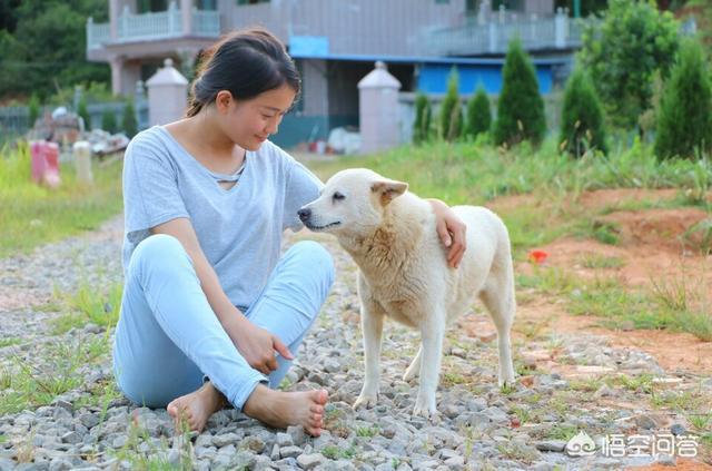 纯种中华犬大黄狗:成都把中华田园犬列为22种禁养犬之一，你怎么看？