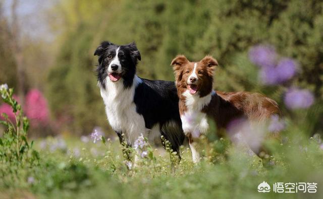 世界十大名犬排名视频:你认为智商排名前十的狗狗有哪些？ 世界十大名犬排名图片