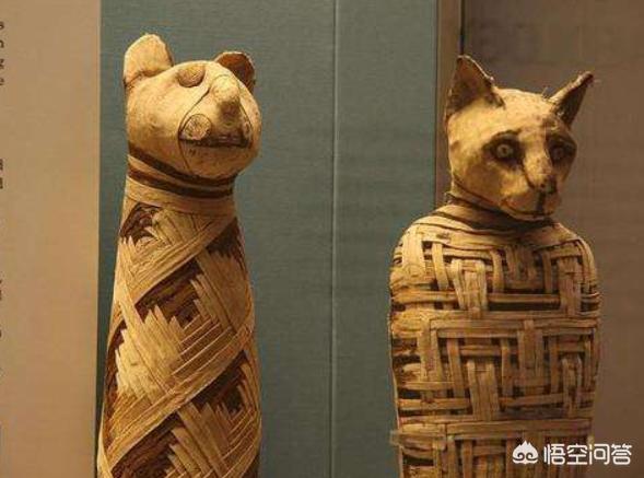 诈尸事件:恐怖片中猫猫为何不能接近死人