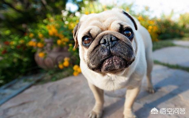 小宠物狗的种类及图片:除了中华田园犬，中国还有多少种狗狗？你最喜欢哪种？