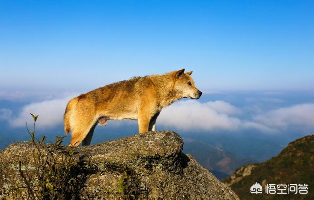 最好的护卫犬:哪些狗比较好养并且十分忠诚呢？你怎么看？