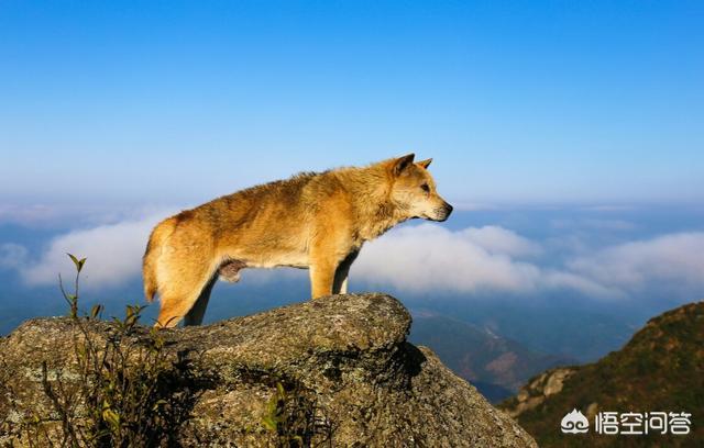 最好的护卫犬:哪些狗比较好养并且十分忠诚呢？你怎么看？