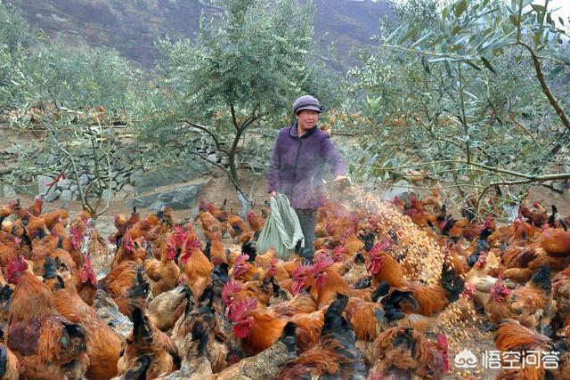 肉狗养殖可行性报告全文:养殖业可行性研究报告怎样写才能成功？