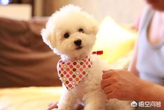 成年比熊犬好养吗:等比熊犬老了，怎样养才能活就一点？