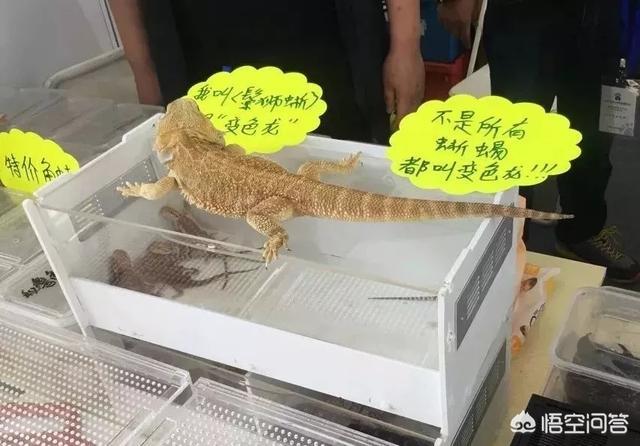 上海宠物展团购:哪里可以查到2018年宠物用品展会的信息？ 2021上海宠物展
