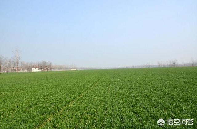 节节麦杂草如何有效清理，小麦田杂草节节麦，为什么很多，该如何防治？