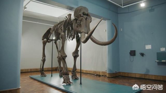 科学家们正在复活猛犸象？，猛犸象都成化石了，为什么科学家说还能通过克隆复活？