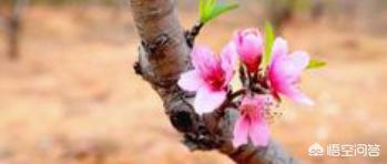 什么是“桃花运”？