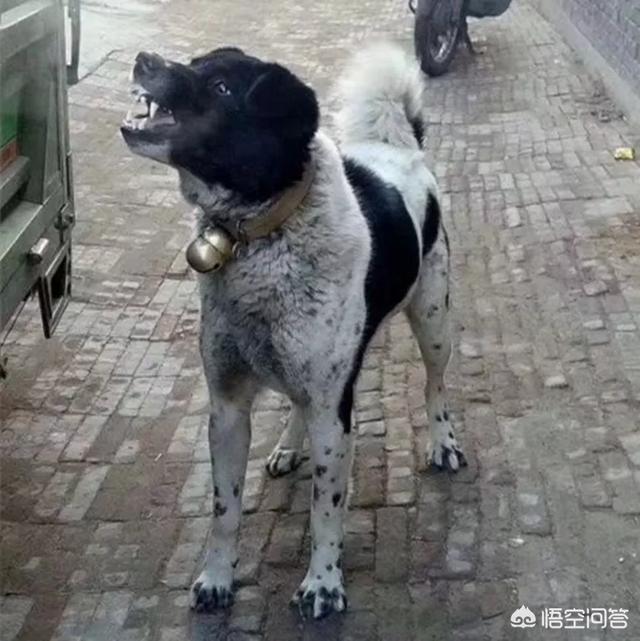 丰山犬:中国有一种狗叫太行犬，这是真的吗？这种狗怎么样？