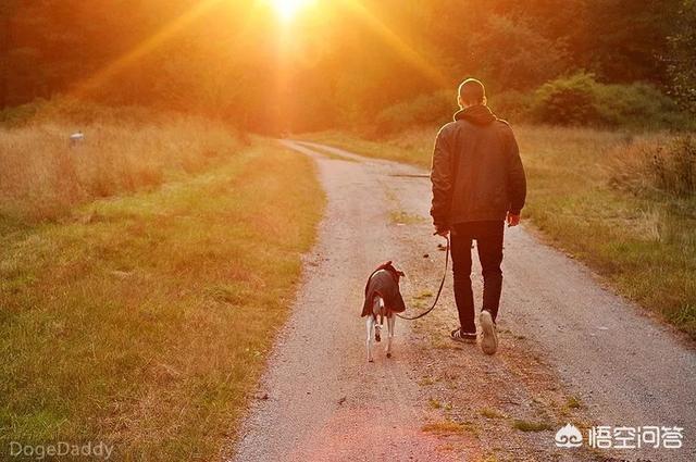 波利犬喜叫程度:狗狗经常吠叫是什么原因？如何制止？ 波利犬的优点和缺点