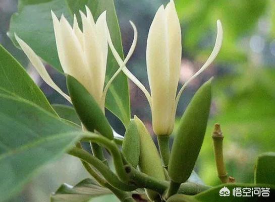 头条问答 白兰花树怎么养殖 养花大全的回答 0赞