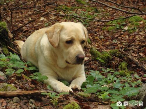 拉布拉多幼犬价格:买一只纯种拉不拉多犬大概多少钱啊？