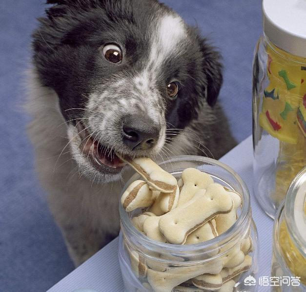 边境牧羊犬的性格特点是什么:边境牧羊犬的哪些坏习惯是不能被人们所接受的？
