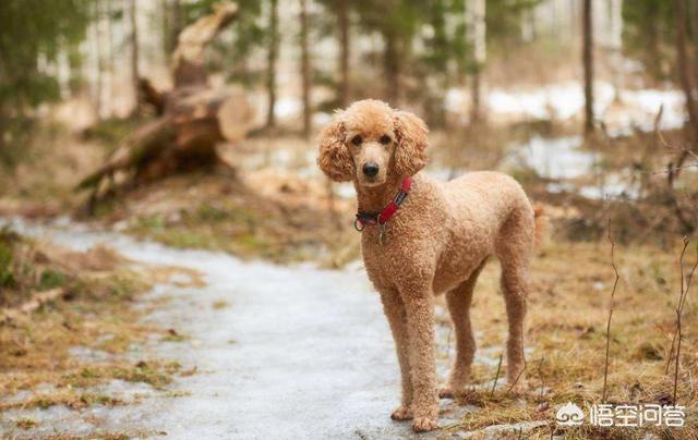 世界十大名犬排名视频:你认为智商排名前十的狗狗有哪些？ 世界十大名犬排名图片