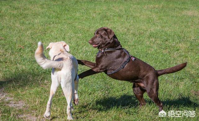 世界十大名犬排名视频:你认为智商排名前十的狗狗有哪些？ 世界十大名犬排名图片