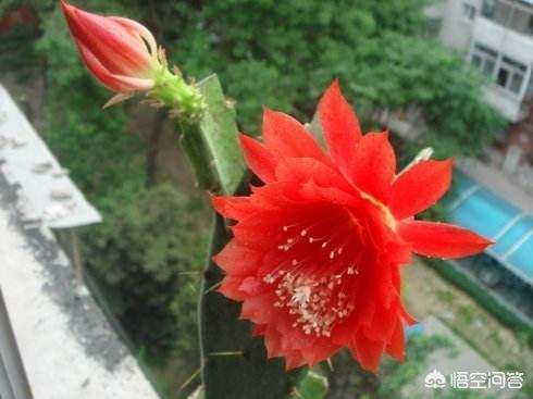 嫁接的意思:嫁接令箭荷花与不嫁接有什么区别？