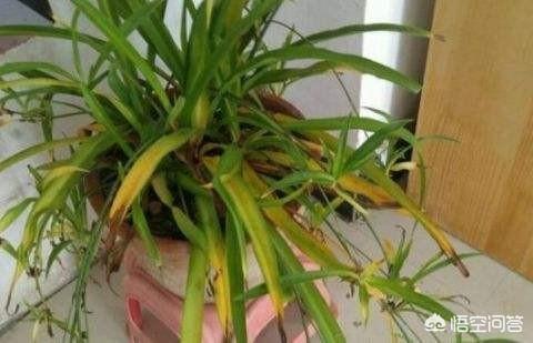 家里吊兰叶子发黄:在养殖青叶吊兰的过程中，若出现叶子变黄现象，该如何解决？