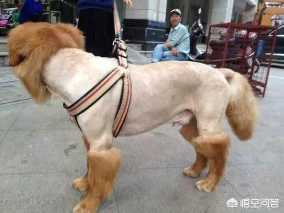 狗狗美容主人可以在旁边吗:带狗狗去美容剪毛，有什么禁忌？