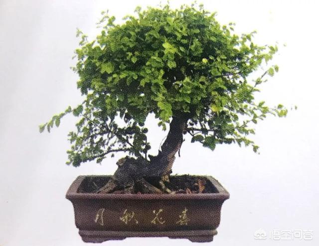 灰叶锦鸡儿:锦鸡儿（雀梅）该怎么制作盆景？
