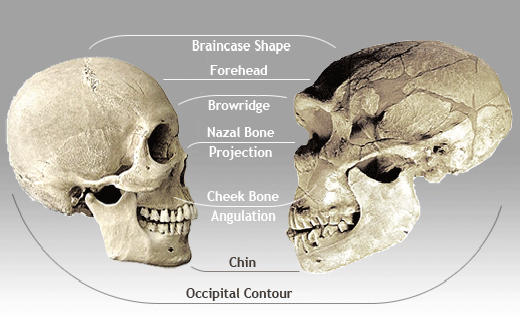 智人观后感图片