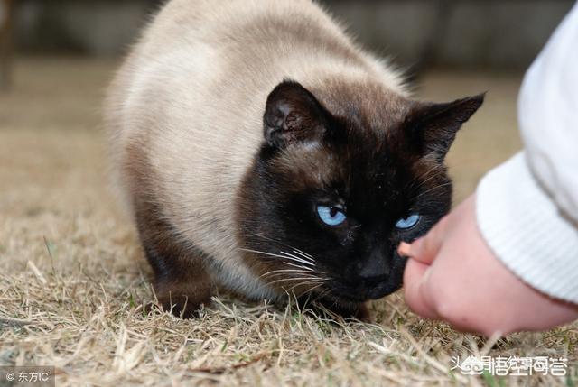 猫咪绝育惊呆了:母猫做绝育后是不是会变胖，还会再次发情吗？