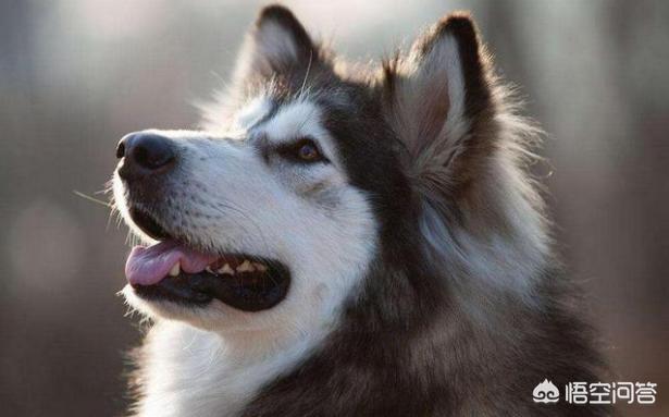 阿拉斯加犬性格脾气:饲养阿拉斯加犬，有什么危害？ 阿拉斯加犬的脾气