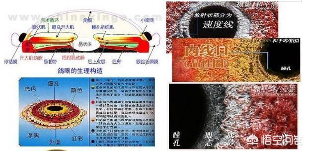 最快速的信鸽眼砂图片:鸽子眼砂好坏的如何鉴别？如何从眼砂鉴别一羽赛鸽的快慢？