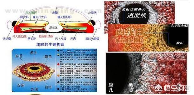 最快速的信鸽眼砂图片:怎样通过鸽眼来鉴别赛鸽的优劣呢？