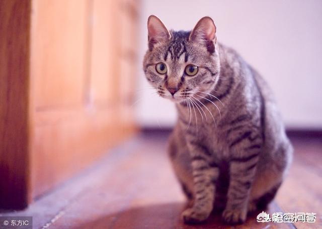 来养一只电子宠物猫:小区有养狗、猫宠物，孩子挺喜欢小羊，想养只羊当做宠物，行吗？
