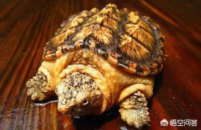 北美拟鳄龟是淡水龟吗:鳄龟有哪些品种？养哪种比较好？