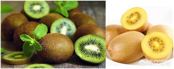 奇异果发源地在哪里，奇异果和猕猴桃是同一种水果吗如果不是，两者又有何区别