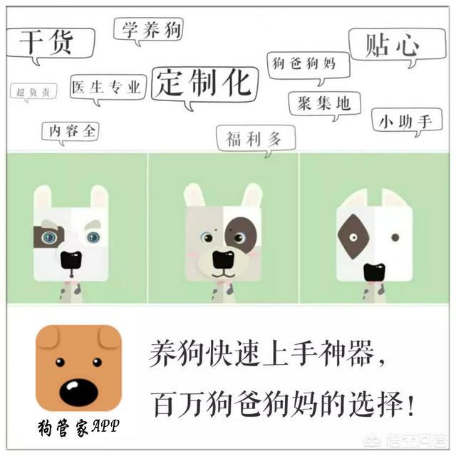 抱狗:抱狗头像 主人抱狗狗有什么常见的错误方式呢？