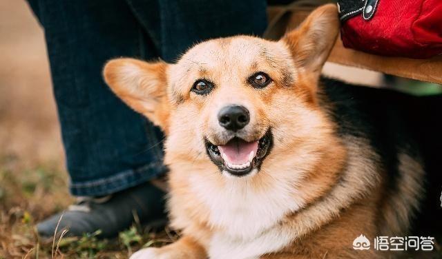 柯基图片:柯基犬的习性和喂养要点？