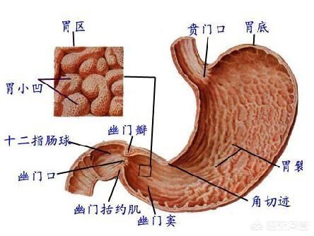 小孩慢性肠胃炎的症状:小孩慢性肠胃炎的症状及治疗 慢性肠胃炎都有哪些忌口？