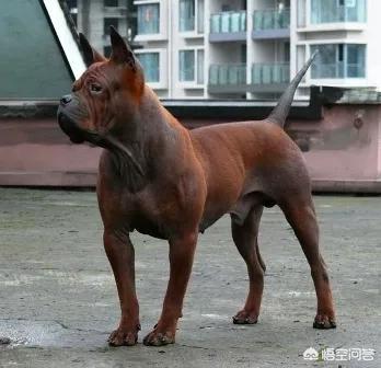冷静的狩猎犬东非猎犬的性格特点:怎么选一条好的土狗猎犬？