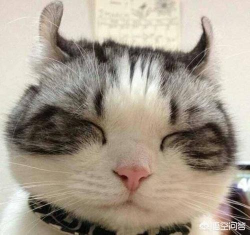 可爱的猫咪:什么猫适合家养，要可爱，温顺不会抓家具的？