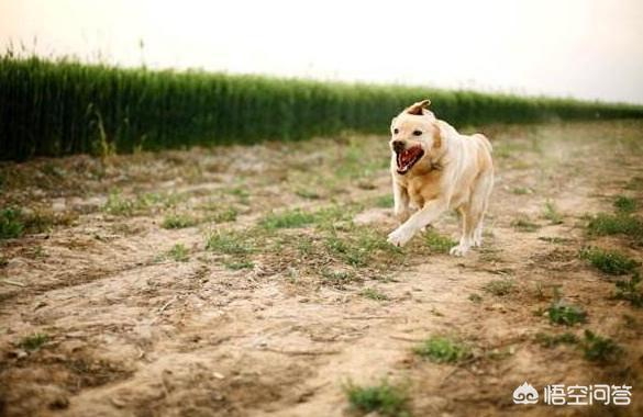 泉州市金毛犬吧:金毛犬蠢不蠢？有哪些表现说明它很蠢？