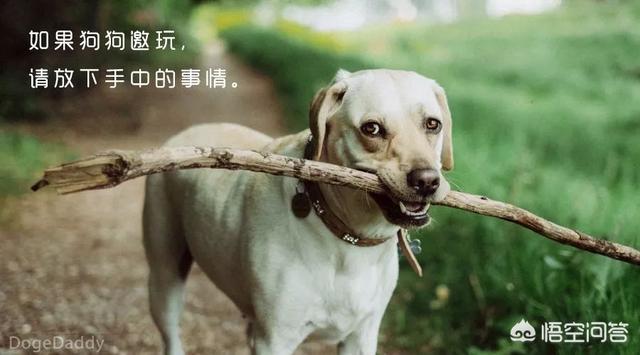 世界上最悲伤的狗狗:世界上最可爱的狗狗图片 对狗狗做什么事它会很伤心？