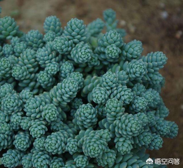 姬星美人 徒长:多肉喜欢徒长的品种有哪些？