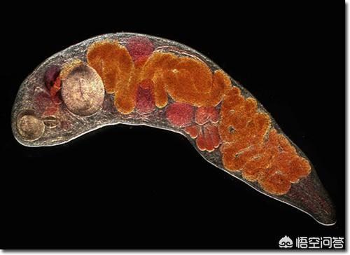 牛肉绦虫卵:怀孕期间能吃羊肉跟牛肉吗？