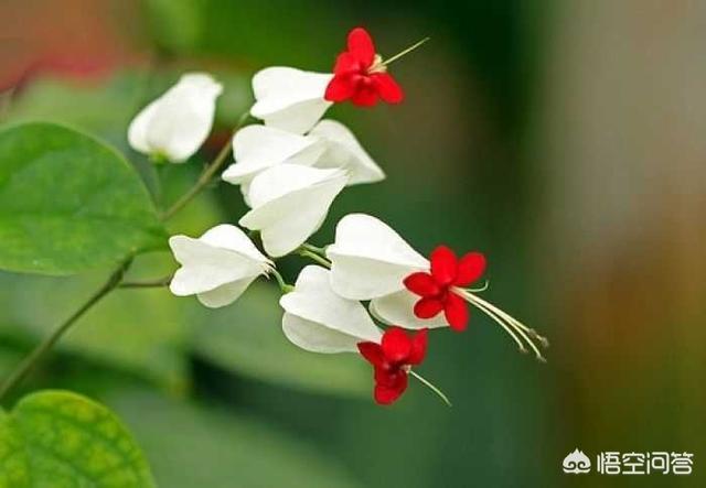 龙吐珠花图片:龙吐珠怎么做开花多?请回复？